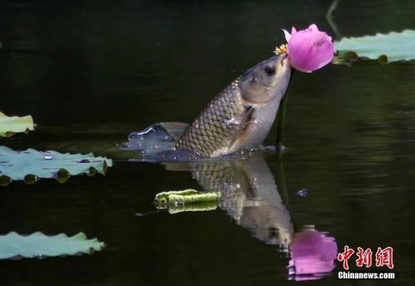 石神吃八瓜鱼视频播放