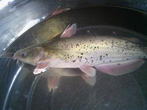 石神吃八瓜鱼视频播放