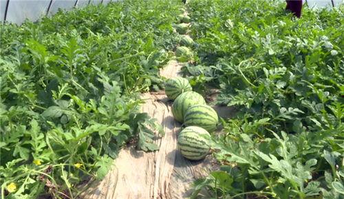 临夏吃瓜最新视频更新内容,揭秘当地特色美食与风土人情