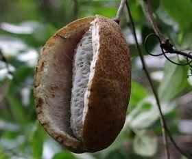 吃八月瓜视频全集,视频全集精华盘点