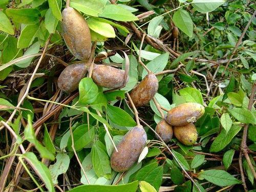 吃八月瓜视频全集,视频全集精华盘点