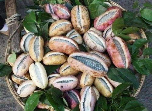 吃八月瓜视频全集,视频全集精华盘点