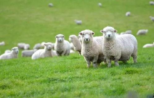 三只羊吃瓜群视频,欢乐瞬间引网友热议