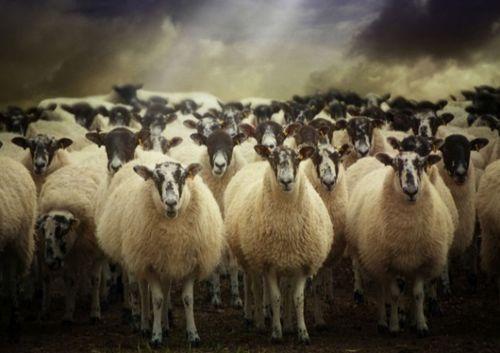 三只羊吃瓜群视频,欢乐瞬间引网友热议