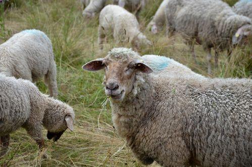 三只羊吃瓜群视频,欢乐瞬间引网友热议