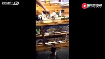 城里猫吃瓜视频,揭秘喵星人的娱乐生活