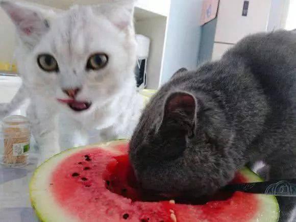 城里猫吃瓜视频,揭秘喵星人的娱乐生活