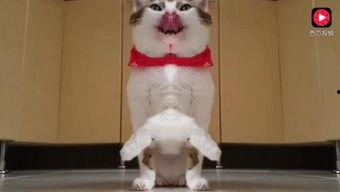 城里猫吃瓜视频,揭秘喵星人的娱乐生活