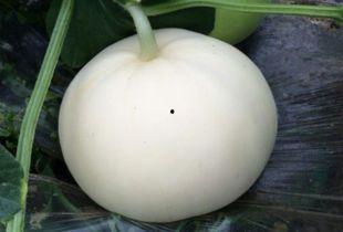 吃梨瓜搞笑女的视频,笑料百出，欢乐无限