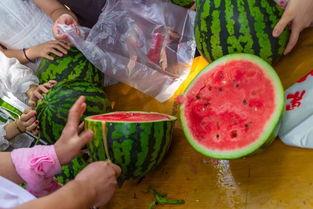 户外吃瓜视频全集,视频全集精彩瞬间回顾