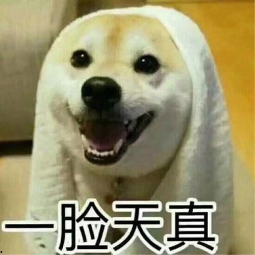 吵架吃瓜现场图片搞笑视频,吵架视频成网友欢乐源泉