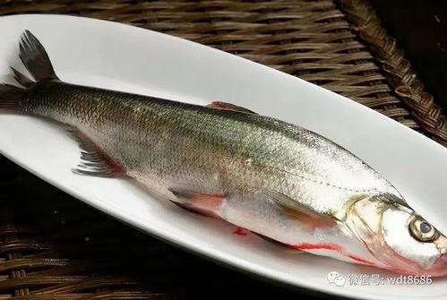 吃长腿八瓜鱼视频大全,视频大全带你领略美味风采