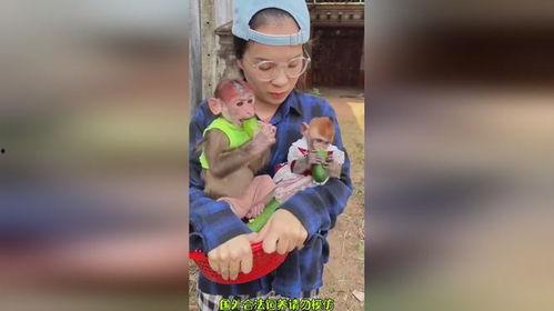 搞笑视频吃瓜变成猴子,搞笑视频背后的神奇魔法
