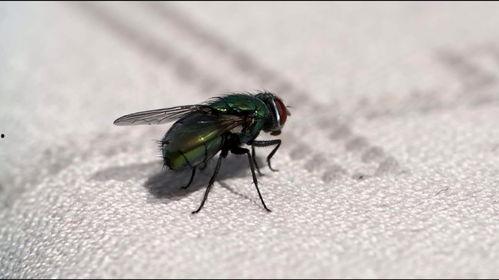 吃瓜吃到苍蝇了吗视频,揭秘网络视频的意外“惊喜”