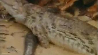 大熊的吃瓜视频大全集,笑料横生，揭秘娱乐圈幕后趣事