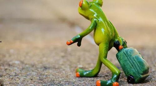 快乐蛙蛙吃瓜视频大全下载,欢乐瞬间，尽在掌握