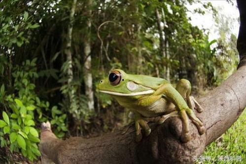 快乐蛙蛙吃瓜视频大全下载,欢乐瞬间，尽在掌握