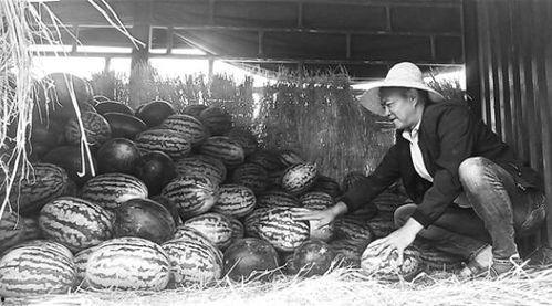 泗水吃瓜群众事件视频播放,网络视频引发的热议与反思