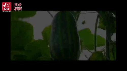 一排排吃瓜群众视频,一排排吃瓜群众的欢乐盛宴