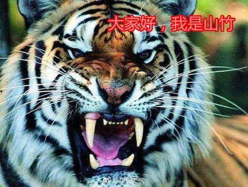 老虎吃蜜瓜视频