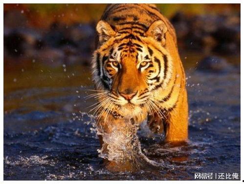 老虎吃蜜瓜视频