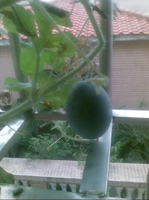 佛山阳台吃瓜事件视频大全,视频回顾与热议焦点