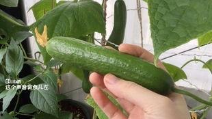 佛山阳台吃瓜事件视频大全,视频回顾与热议焦点