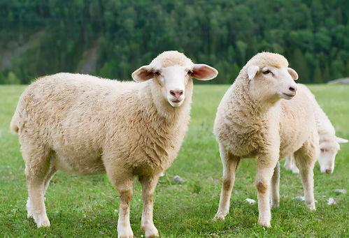 羊能天天吃生瓜吗视频,生瓜真的天天可食吗？