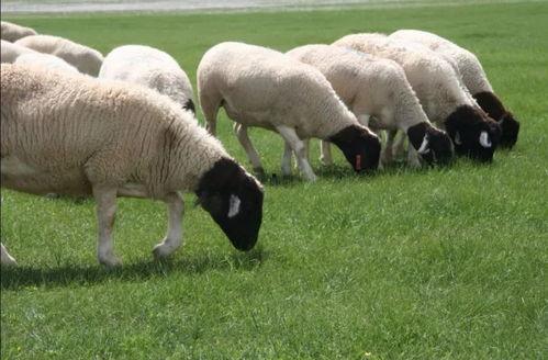 羊能天天吃生瓜吗视频,生瓜真的天天可食吗？