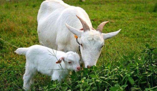 羊能天天吃生瓜吗视频,生瓜真的天天可食吗？