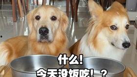 秃崽吃瓜视频链接下载免费,揭秘热门视频背后的趣味故事