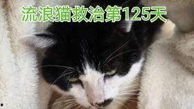 秃崽吃瓜视频链接下载免费,揭秘热门视频背后的趣味故事