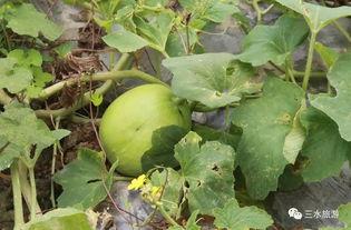 吃雪梨瓜视频大全集