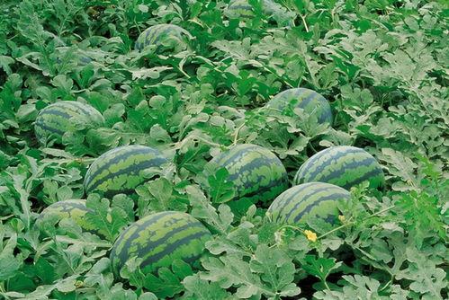 唐山花店吃瓜群视频大全