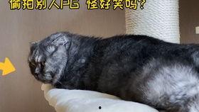 猫咪吃瓜小游戏视频大全,盘点热门猫咪吃瓜小游戏视频合集