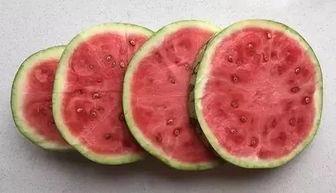 视频暑假作业系列吃瓜,吃瓜群众欢乐多