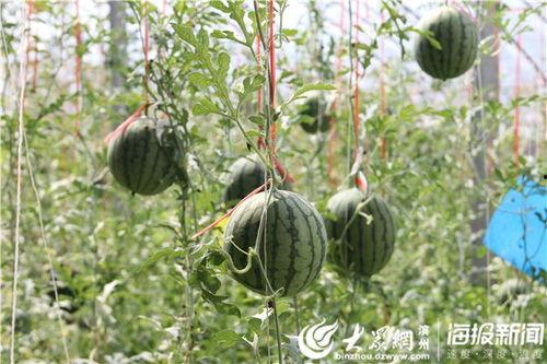 西昌唐园吃瓜事件视频,一场网络热议的瓜田风波