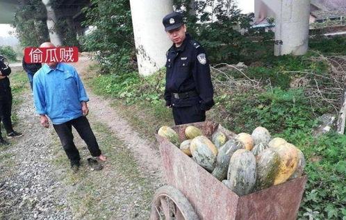 西昌唐园吃瓜事件视频,一场网络热议的瓜田风波