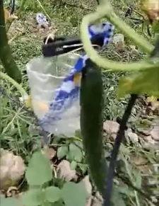 西昌唐园吃瓜事件视频,一场网络热议的瓜田风波