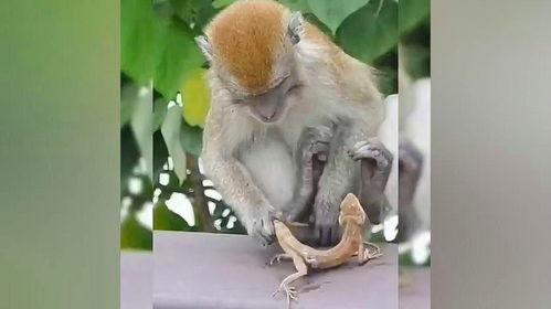 小猴吃瓜结局视频,瓜熟蒂落，智慧果实的收获