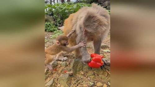 小猴吃瓜结局视频,瓜熟蒂落，智慧果实的收获