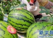 德宏吃瓜新闻视频最新消息