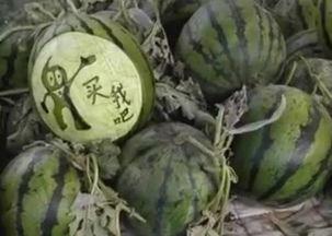 丁郑美子吃瓜视频