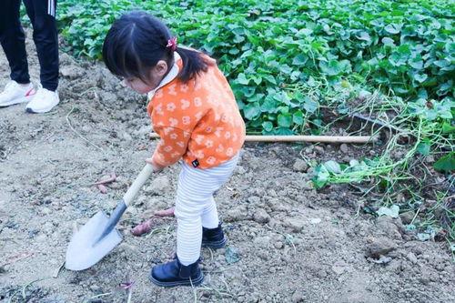 在田里摘瓜吃视频,体验摘瓜吃瓜的田园乐趣
