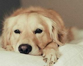 金毛吃牛角瓜视频,一场趣味横生的美食冒险