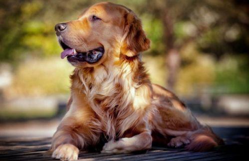 金毛吃牛角瓜视频,一场趣味横生的美食冒险