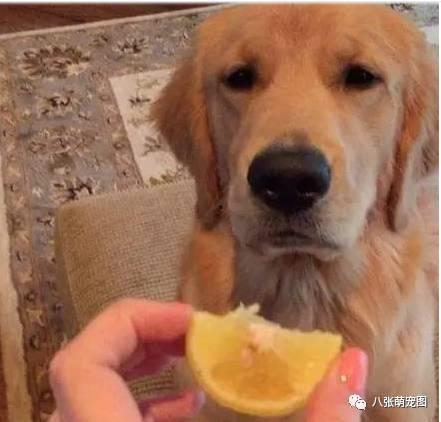 金毛吃牛角瓜视频,一场趣味横生的美食冒险