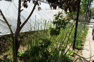 郑州西亚斯长椅吃瓜视频