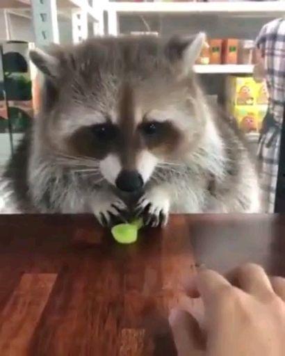 娱乐吃瓜酱小动物视频