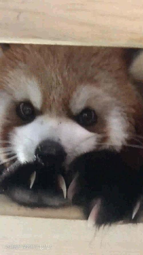 娱乐吃瓜酱小动物视频